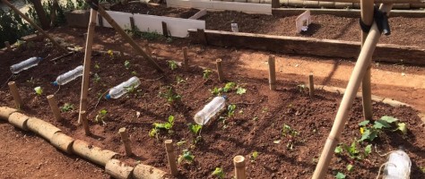 São Paulo startup bets on regenerative agriculture