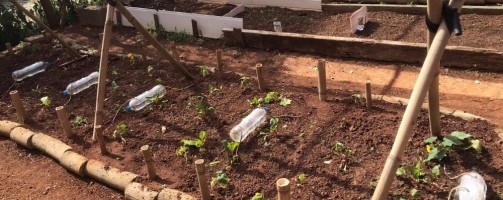 São Paulo startup bets on regenerative agriculture