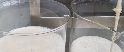 Biotech desenvolve tecnologia para produzir proteínas do leite sem vacas