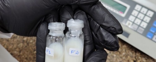 Do laboratório à clínica veterinária: nanotecnologia pode ajudar a tratar doenças crônicas em animais