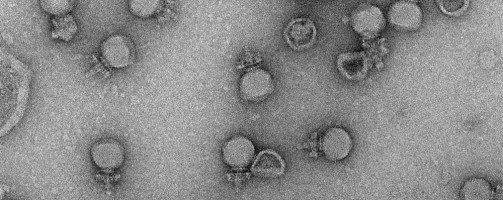 Brazilian company develops sustainable alternative to antibiotics for livestock