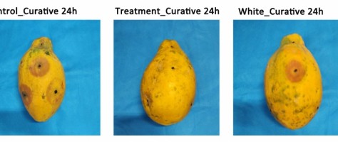 Essential oil-based solution protects fruit from fungi
