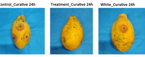 Essential oil-based solution protects fruit from fungi