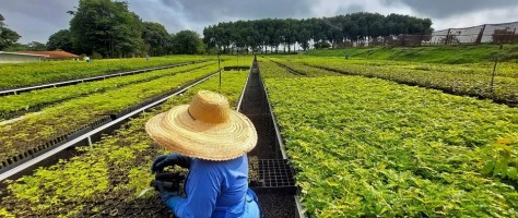 Startup quer reflorestar 1 milhão de hectares na Mata Atlântica e na Amazônia