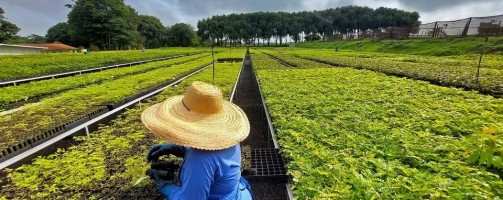 Startup quer reflorestar 1 milhão de hectares na Mata Atlântica e na Amazônia