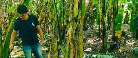 Bioinsumo à base de microalgas pode reduzir a dependência de fertilizantes agrícolas