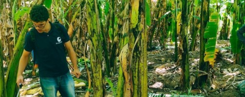 Bioinsumo à base de microalgas pode reduzir a dependência de fertilizantes agrícolas