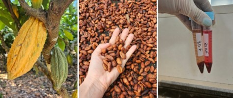 Researchers combine flavor and nutritional value in Amazonian chocolate