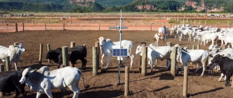 Startup uses algorithms and genetics to boost profits from animal protein sales