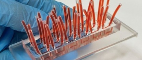 Device simulates human tissue and offers an alternative to animal testing