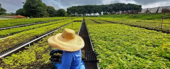 Uma das formas de remuneração dos investidores da Re.green é pela venda de créditos de carbono sequestrado pelas áreas restauradas; metodologia do cálculo é baseada em resultados de projeto apoiado pela FAPESP (<i>imagem: divulgação/Re.green</i>)