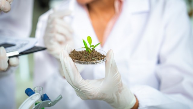 Relatório aponta que, em vez de competir em áreas como a inteligência artificial, empresas nascentes de base científica deveriam priorizar ativos estratégicos regionais, como a biodiversidade, para desenvolver soluções únicas, de difícil replicação global <i>(foto: Shutterstock); Pesquisador observa broto cultivado em placa de Petri</i> 