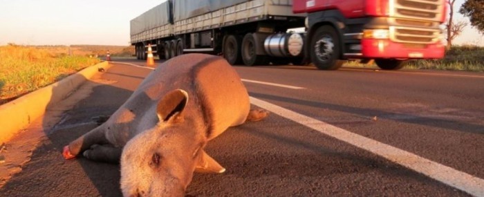 Startup develops animal detection system to prevent roadkill
