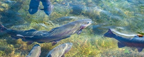 Filtragem de água e extração de DNA ajudam na produção de peixes