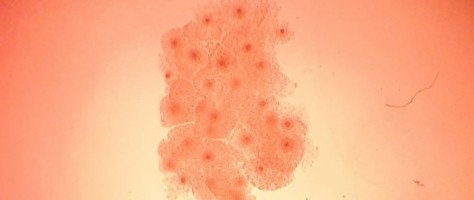 Nova técnica pode melhorar qualidade de embriões <i>in vitro</i> de animais